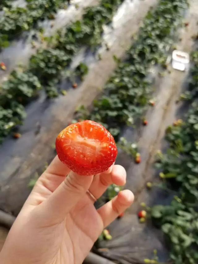 春风盎然，扑鼻草莓香