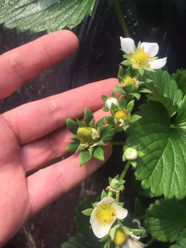春风盎然，扑鼻草莓香
