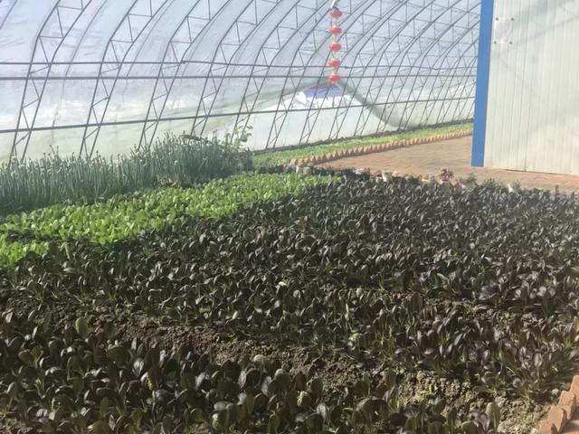 春风盎然，扑鼻草莓香