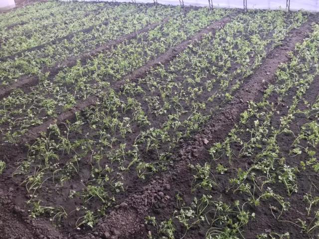 春风盎然，扑鼻草莓香