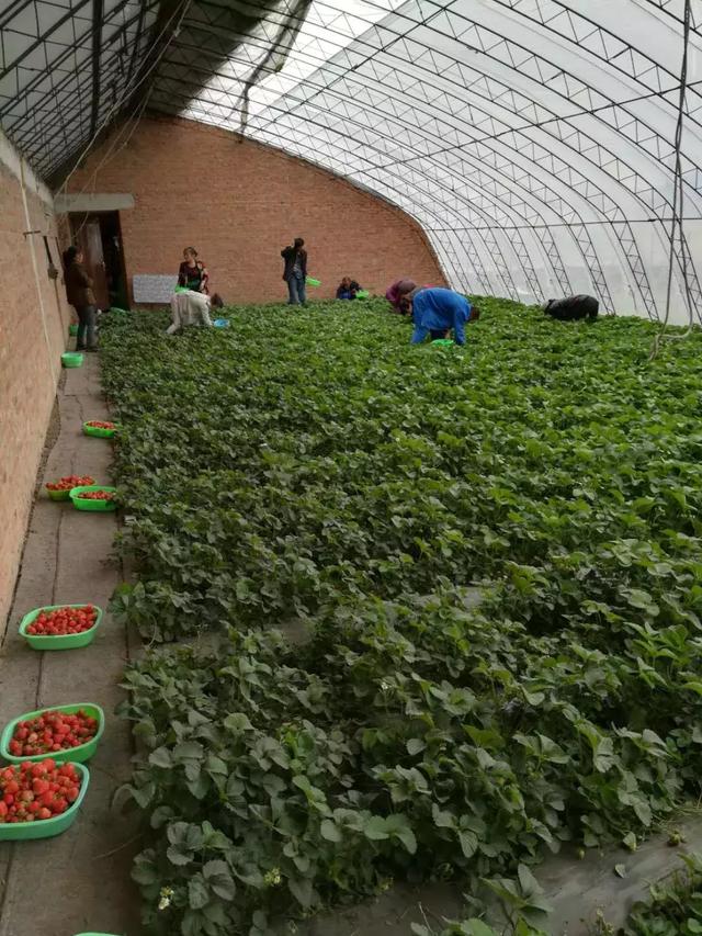 春风盎然，扑鼻草莓香