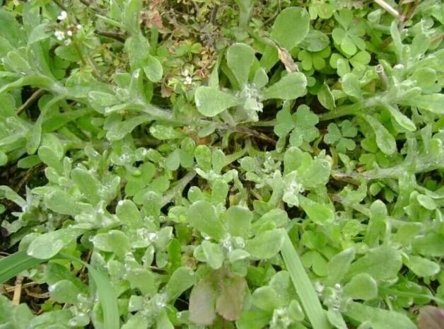 用田里的野草做饼,你吃过吗,田艾籺(饼)