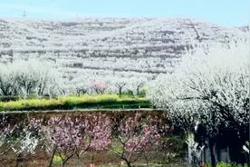 沿河南庄，漫山遍野开李花视频封面