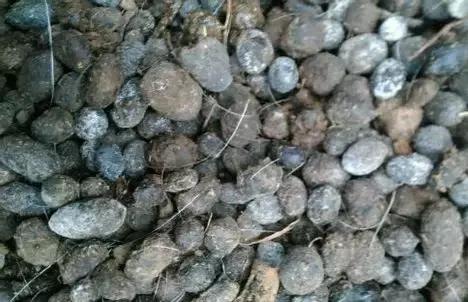 柑橘种植少不了有机肥,今天带你重新认识一下!