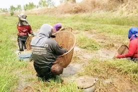 农村野外水草捕捞龙虱，原来野生龙虱是这么抓的，涨见识了视频封面