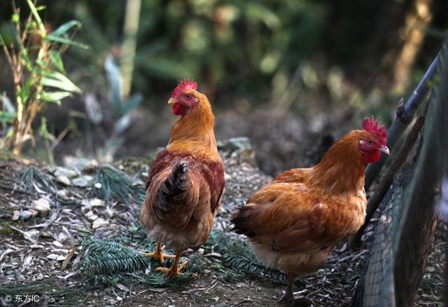 土鸡自配料的原料如何添加最合理？
