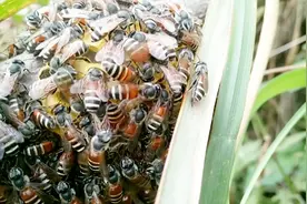 高清实拍南方独有蜜蜂品种，太漂亮了，80%的人没见过它视频封面