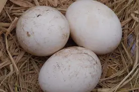 母乳不足怎么办？它是天然“催乳师”，补充营养下奶快！视频封面