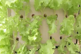 农村山区立柱气雾种植蔬菜，比土地种植亩产量高几倍视频封面