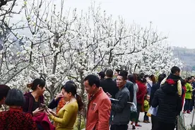 盛放如雪，仁寿曹家万亩梨花开门迎客图片