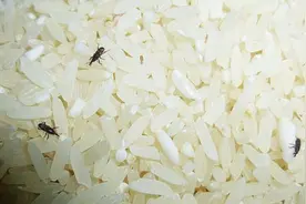 大米生虫怎么办？米店老板教我一招，大米放一年都不生虫视频封面