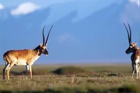 红外相机揭秘动物迁徙廊道标记领地视频封面