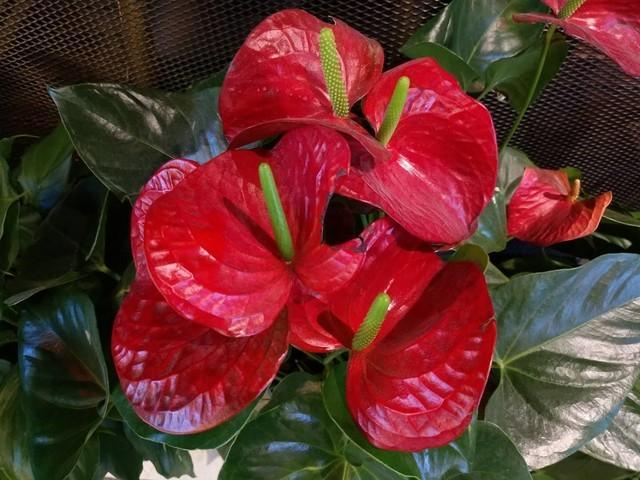 魅蓝E3评测 "6GB满配"遇上"光变"双摄