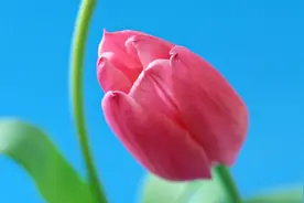 美丽的郁金香严重依赖荷兰进口？三位95后学霸试图打破“鲜花垄断”图片