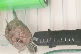 乌龟生病初期怎样治疗？养龟大师教你这个方法，不用药物就能好