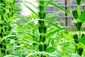 田里这个植物成熟后的叶子被农民砍掉，却是高级饭店的野生珍品视频封面