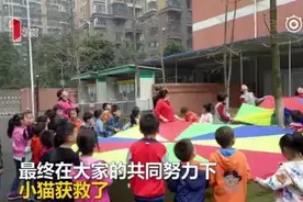 “救小猫！” 小猫被困大树 35位幼儿园小朋友集体营救图片