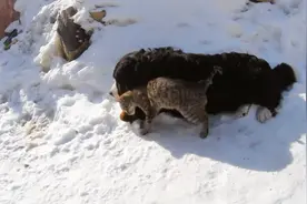 猫咪每时每刻都想跟狗狗腻在一起，大概是在过热恋期吧！