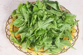 用地里这种不值钱的叶子泡水，不仅帮助降血压，还能祛痘美颜视频封面