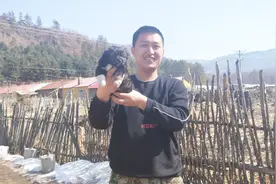 山里小伙在同村大爷家要了一只小黑狗，四爪是白的，给起个名字吧视频封面