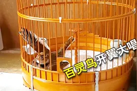 百灵鸟开翼大唱，这叫声不比画眉鸟差吧，你来评评视频封面