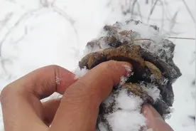森林里随手捡的松塔，松松垮垮的，猜猜能不能抠出松子来！视频封面