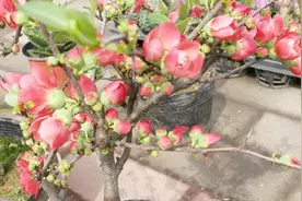简单3步就能养好海棠花，不断发新芽，花蕾多到爆盆视频封面