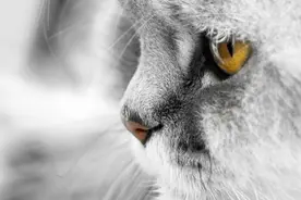 猫和狗打架到底谁厉害？看了这个视频就知道了视频封面