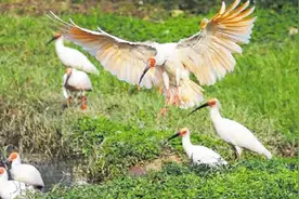 中国最稀有鸟类：最少时仅剩7只，比丹顶鹤还珍贵，吃1只坐10年牢视频封面