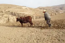 机械耕作真的好吗？看我们陇西牛耕地种的党参，品质全国都出名视频封面