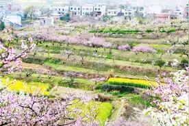 麻城阎河桃花节好美啊！桃花红油菜黄（十里桃花湾）视频封面