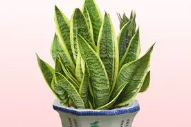 虎皮兰这么养护，一个月疯长到爆盆，叶不黄不软，更不会烂根视频封面