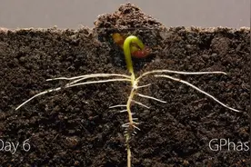 从0-25天豆芽的生长过程：吃过这么多豆芽，知道怎么长出来的吗？