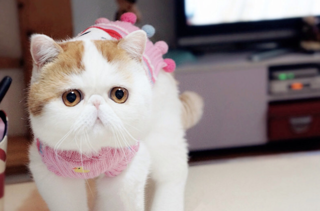 可爱喵星人|女生适合养哪些品种的猫咪?