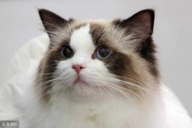 可爱喵星人|女生适合养哪些品种的猫咪?