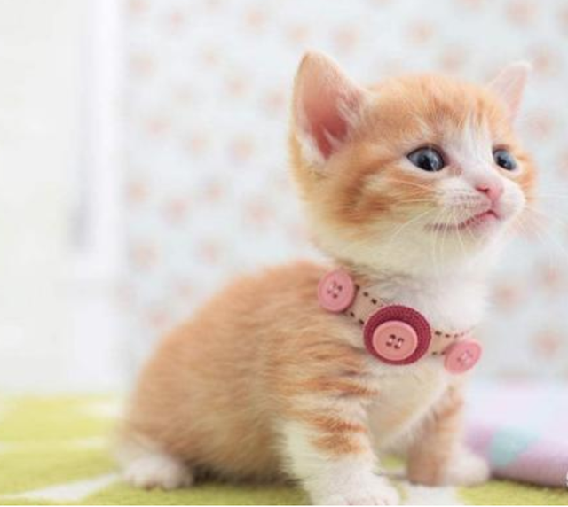 可爱喵星人|女生适合养哪些品种的猫咪?