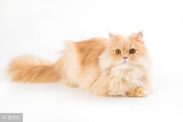 可爱喵星人|女生适合养哪些品种的猫咪?