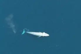 我们的大海中曾经生活着30万头蓝鲸，如今仅剩下百分之一视频封面