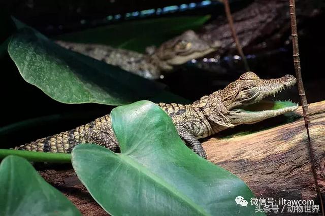 危地马拉鳄,又名墨西哥鳄,莫瑞雷鳄,分布在中北美洲的墨西哥,伯利兹和