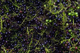 男人肾脏不好？坚持每天用这种果子泡水喝，让肾脏一天比一天好