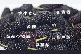 桑葚酒营养价值有多高？谁才是当之无愧的果酒之王呢？视频封面