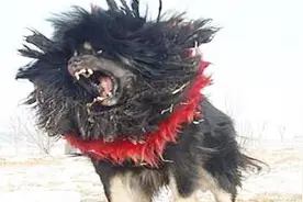 基因突的鬼獒，挑战藏獒赤古獒王，凶猛之极的鬼獒能咬死纯藏獒！视频封面