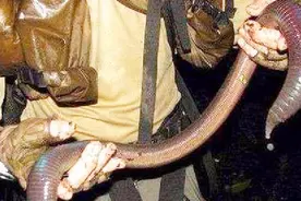 世界上最大的蚯蚓 比蛇更大更粗 就像是吃人怪物 令人毛骨悚然视频封面