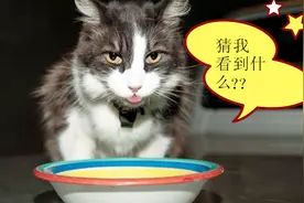 为什么猫在半夜总盯着一个地方看？它到底看到什么？真不敢相信！视频封面