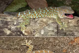 壁虎中的巨无霸： 那些跟蛤蚧有关的传说图片