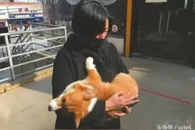 成都柯基犬事件后续警方:当事双方均被行政拘留图片