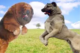 生死对决！美国巨型比特犬VS藏獒谁厉害？30秒不到藏獒败战逃跑！