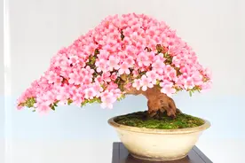 晚上好！这首歌太美了，发到朋友圈，朋友们一会感谢你的