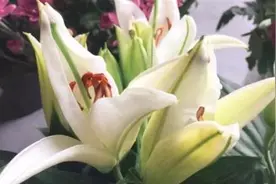 花香有毒！这三种花香易导致流产！孕妈躲的远远的！