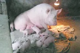 养猪户注意：如果猪打完替米考星出现这些症状，那就是过量了！视频封面